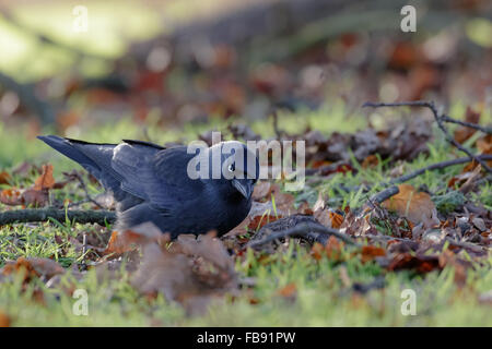 Choucas (Corvus monedula) parmi les feuilles mortes en hiver. Banque D'Images