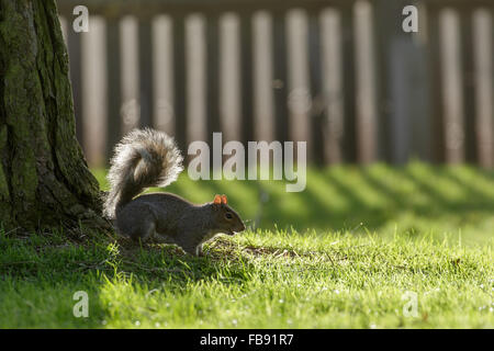 L'Écureuil gris (Sciurus carolinensis) de nourriture dans le parc en hiver. Banque D'Images