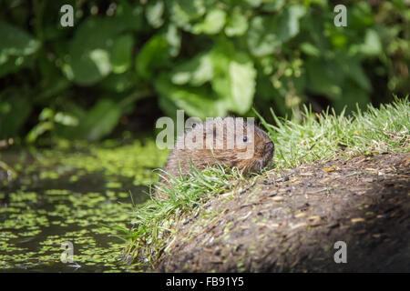 Le Campagnol de l'eau (Arvicola amphibius) grimper sur la rive du fleuve. Banque D'Images