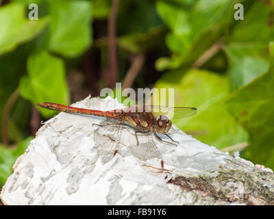 Commune mâle Sympetrum striolatum (dard) perché sur un bouleau verruqueux log. Banque D'Images