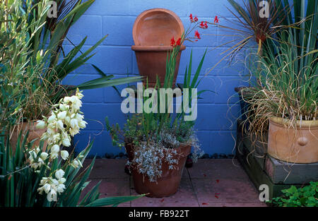 La floraison du yucca blanc et de l'architecture de plantes en pots sur terrasse dallée contre un mur peint en bleu vif Banque D'Images