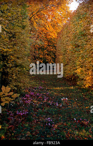 La culture du cyclamen rose dans le chemin entre les haies et arbres de hêtre dans un grand jardin d'automne Banque D'Images