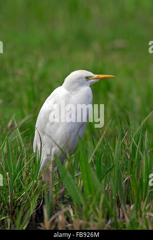 Héron garde-boeuf / buff-soutenu (Bubulcus ibis Héron / Ardea ibis) Comité permanent dans les prairies Banque D'Images