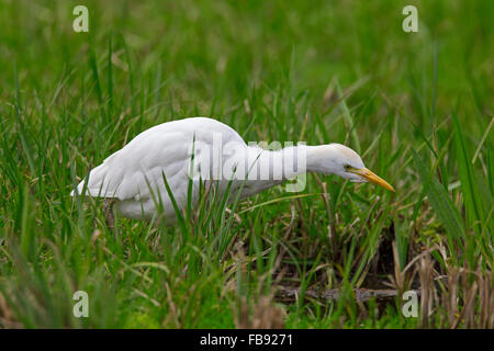 Héron garde-boeuf / buff-soutenu (Bubulcus ibis Héron / Ardea ibis) la chasse dans les zones humides Banque D'Images