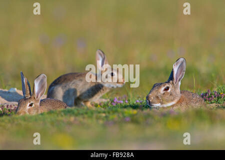 Le lapin européen / lapin commun (Oryctolagus cuniculus) avec des jeunes adultes assis dans terrier / entrée warren dans le pré Banque D'Images