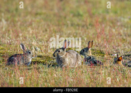 Le lapin européen / lapin commun (Oryctolagus cuniculus) avec de jeunes adultes assis en face de terrier / Warren entrée dans meadow Banque D'Images