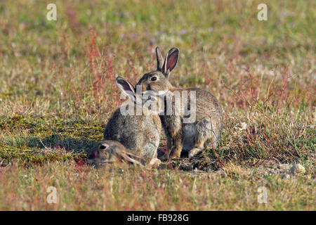 Le lapin européen / lapin commun (Oryctolagus cuniculus) avec deux jeunes adultes assis en face d'enfouir dans le champ d'entrée Banque D'Images