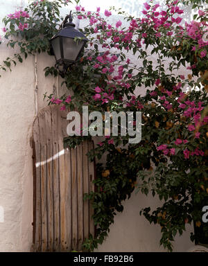 De plus en plus de bougainvillées rose à côté d'une porte en bois sur un mur blanc Banque D'Images