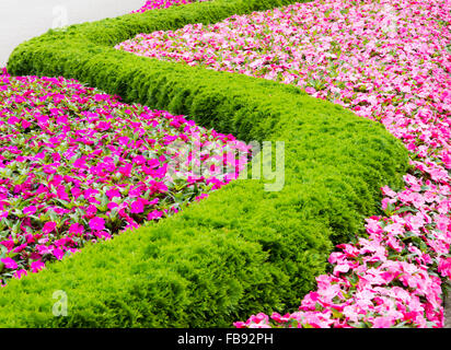 Parterre de fleurs avec un motif formant une ligne sinueuse. Banque D'Images