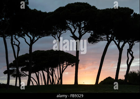 Italie toscane, Baratti, silhouette de pins laricio à Golfo di Baratti Banque D'Images