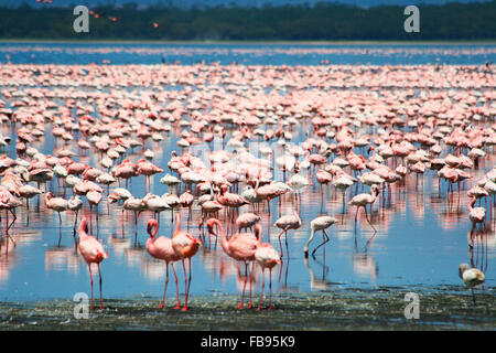 De parterres de flamants roses dans le lac Nakuru, Kenya Banque D'Images