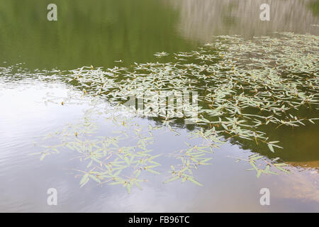 Polygonum amphibium, plante aquatique sur un lac alpin Banque D'Images