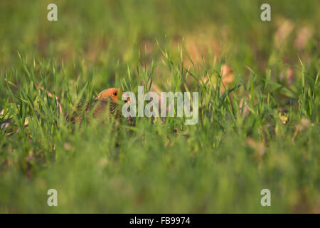 La perdrix grise / Rebhuhn ( Perdix perdix ) se cache dans le blé d'hiver, l'appuie sur le terrain. Banque D'Images