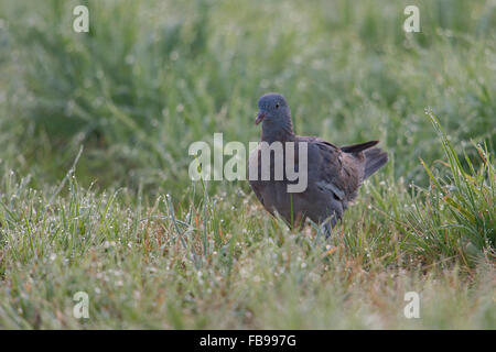 Jeune Pigeon ramier / Ringeltaube ( Columba palumbus ) promenades dans l'herbe humide de rosée, à la recherche de nourriture. Banque D'Images