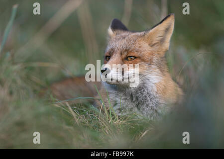 Red Fox / Rotfuchs ( Vulpes vulpes ) se repose pendant la journée dans l'herbe haute, suspect, Close up.