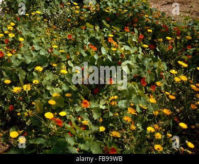 Close-up d'une bordure de fleurs de capucines orange et jaune Banque D'Images