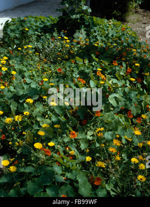 Close-up d'une bordure de fleurs de capucines orange et jaune Banque D'Images