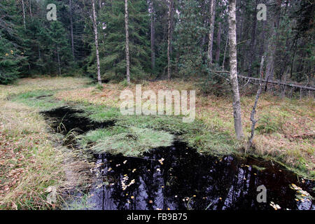 Forêt dans la nature de préserver les tourbes Kladska Banque D'Images