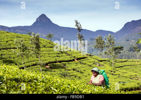 La cueillette du thé, plantation de thé, province, district Hatton, Adam's peak quartier Sri Lanka, Asia Banque D'Images