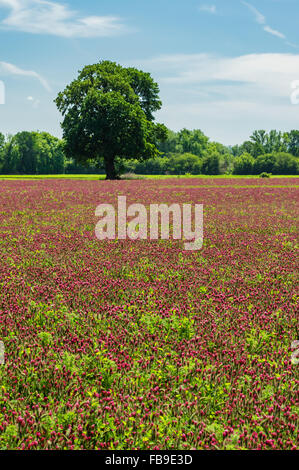 Le trèfle rouge en culture des plantes en fleurs près de North Plains, New York, USA Banque D'Images