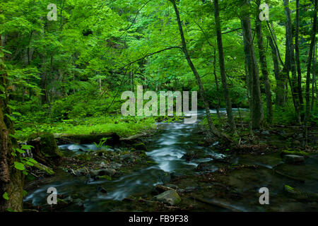 La rivière Oirase, Aomori, Japon Banque D'Images