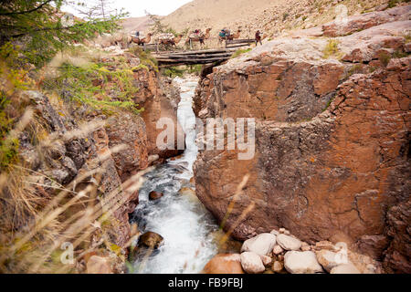 Un guide nomade conduit son pack chameaux sur un pont de bois au cours d'un trek dans le Parc National de Kharkhiraa Turgen à distance, la Mongolie. Banque D'Images