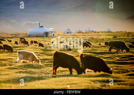Un élevage au cours d'un été doux dans le climat de l'extrême parfois Tsaast Uul valley dans l'ouest de la Mongolie. Banque D'Images
