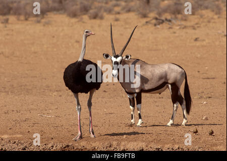 Autruche (Struthio camelus) et Gemsbok (Oryx gazella) au trou d'eau de Dalkeith, parc Kgalagadi Transfontier, Afrique du Sud Banque D'Images