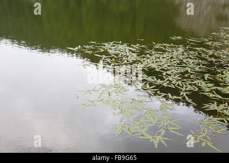 Polygonum amphibium, plante aquatique sur un lac alpin Banque D'Images