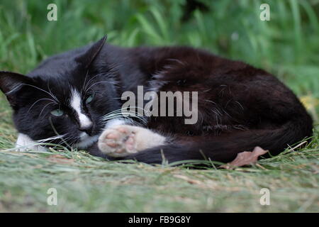 Chat noir relaxant sans propriétaire. Banque D'Images