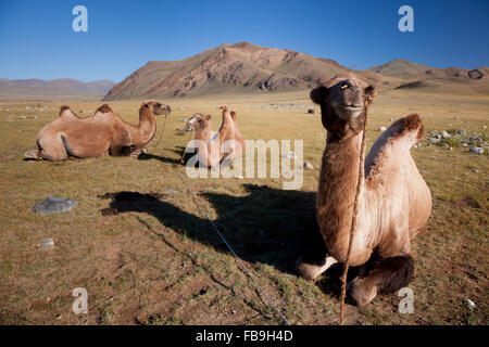 Pack chameaux jalonné et lié au pâturage, Turgen Kharkhiraa Parc National, la Mongolie. Banque D'Images