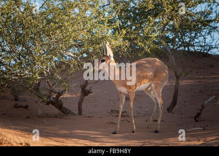 Steenbok (Raphicerus campestris) dans les buissons, Kgalagadi Transfrontier National Park, dans le Nord de la Province du Cap, Afrique du Sud Banque D'Images