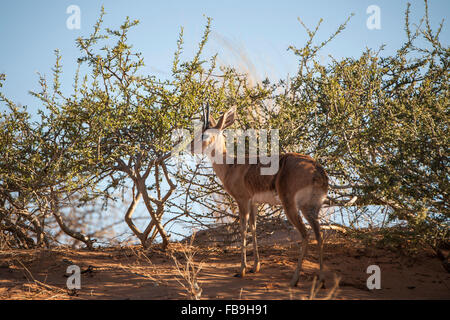 Steenbok (Raphicerus campestris) dans les buissons, Kgalagadi Transfrontier National Park, dans le Nord de la Province du Cap, Afrique du Sud Banque D'Images