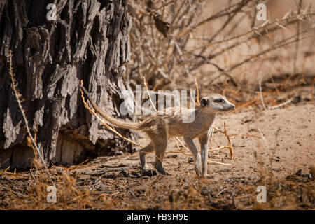 Les jeunes meerkat (Suricata suricatta), Kgalagadi Transfrontier Park, Northern Cape, Afrique du Sud Banque D'Images