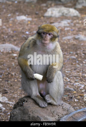 Macaque de barbarie, également Barbary ape ou magot (Macaca sylvanus), Azrou, Meknès-Tafilalet, Maroc Banque D'Images