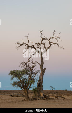 Camel thorn (Vachellia erioloba), arbre mort, Nossob Road, Kgalagadi Transfrontier Park, Northern Cape, Afrique du Sud Banque D'Images