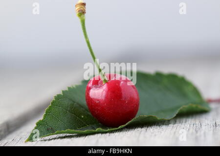 Close up de Prunus avium merisier ou connu sous le nom de lapin sur planche de bois de cerisier Banque D'Images