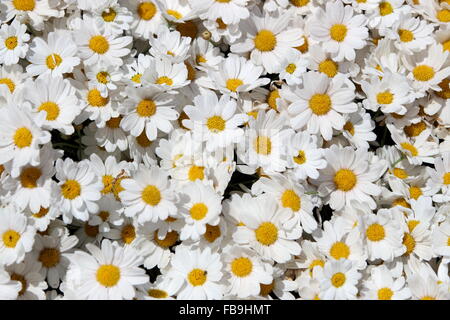 Argyranthemum frutescens ou connu sous le nom de Marguerite Daisy Banque D'Images