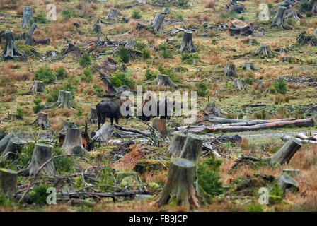 Bison d'Europe (ou wisents) dans leur enceinte à Wisent-Welt à Bad Berleburg, Allemagne, 12 janvier 2016. L'organisation de soutien de l'Wisent-Artenschutz-Projekt (lit.) Projet de conservation des espèces Bison a retourné un troupeau de wisents à l'état sauvage, et est la lutte contre les agriculteurs de cour sur les dommages-intérêts. PHOTO : BERND THISSEN/DPA Banque D'Images