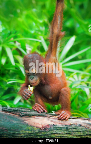 Borneo Orangutan sauvage Banque D'Images