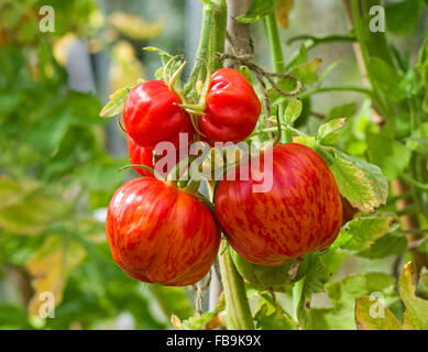 Truss de 'SJuxtaposé' enfourneur mûrissement des tomates sur la vigne en plein soleil d'été. Banque D'Images