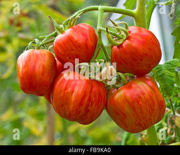 Close-up of truss de 'SJuxtaposé' enfourneur mûrissement des tomates sur la vigne en plein soleil d'été. Banque D'Images