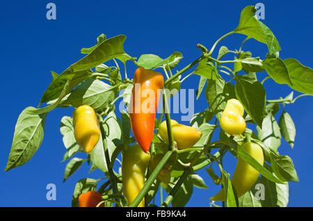 Multi-couleur longue poivrons doux de plus en plus soleil d'été lumineux vu contre un ciel bleu profond. Banque D'Images