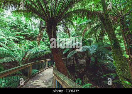 Promenade sinueuse en forêt pluviale. Otway National Park, Victoria, Australie. A l'image vintage filtre appliqué. Banque D'Images