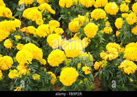 Tagètes (Tagetes erecta, mexicains, Aztec marigold souci, souci de l'Afrique) Banque D'Images