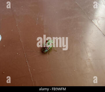 Juniper adultes (Cyphostethus tristriatus bug shield) sur une poubelle de jardin marron Banque D'Images