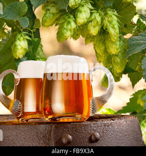 Deux verres de bière dans le champ de houblon Banque D'Images