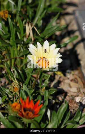 Chair-fly (Sarcophaga carnaria) sur la crème dans le groupe de gazanias gazania Banque D'Images