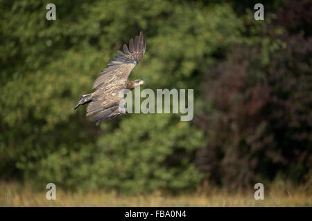 À queue blanche immature / Sea Eagle ( Haliaeetus albicilla ) en vol de contrôle devant le bord d'une forêt de feuillus. Banque D'Images