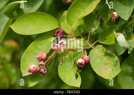 Juneberry, l'amélanchier, shadbush, fruits, Kupfer-Felsenbirne Kupferfelsenbirne, Amelanchier lamarckii, Früchte, Amélanchier, Banque D'Images